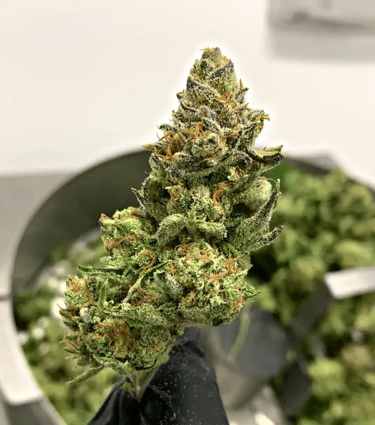 グリーンブラザーズ M1 Clean Dry Bud Trimmer – GreenBroz, Inc.